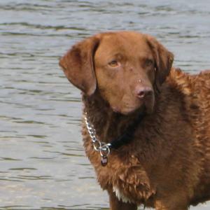 Retriever (Chesapeake Bay)