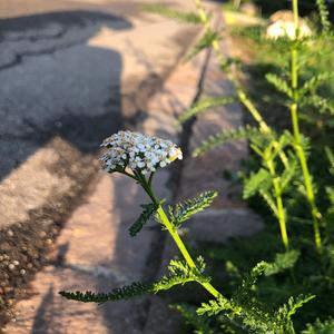 Yarrow (Common)