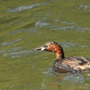 Little Grebe