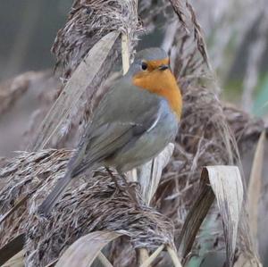 European Robin