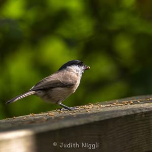 Marsh Tit