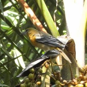 Baltimore Oriole