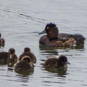 Red-crested Pochard