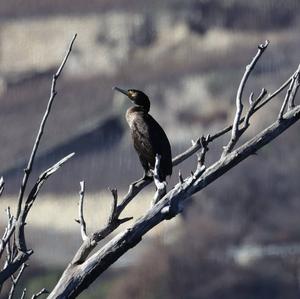 Great Cormorant