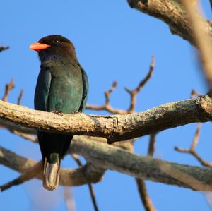 Asian Dollarbird