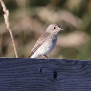 Spotted Flycatcher