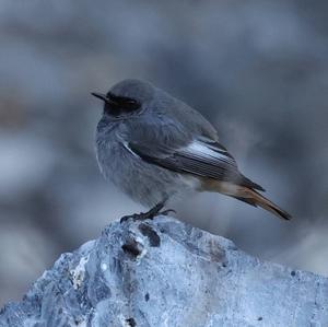 Black Redstart