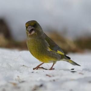 European Greenfinch