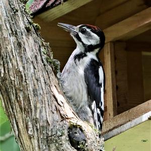 Great Spotted Woodpecker