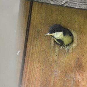 Great Tit