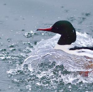 Common Merganser