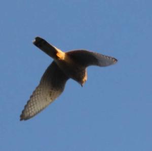 Common Kestrel