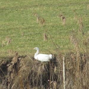 Great Egret