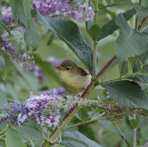 Melodious Warbler