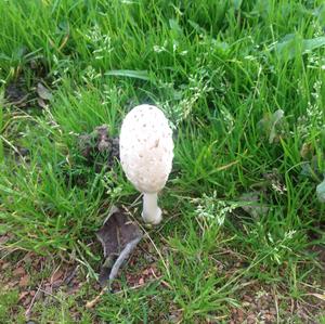 Shaggy Mane