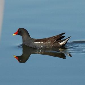 Common Moorhen