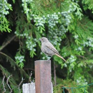 Black Redstart