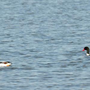 Common Shelduck