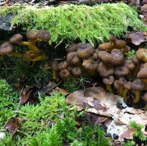 Trumpet Chanterelle