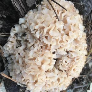 Eastern Cauliflower Mushroom