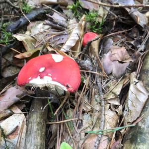 Emetic Russula