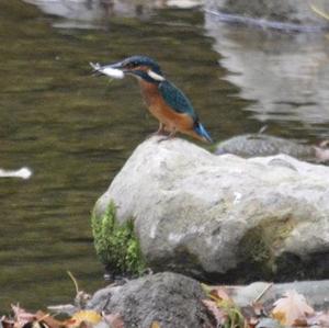 Common Kingfisher