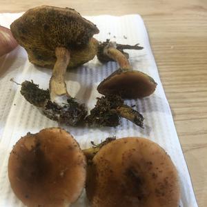 Jersey Cow Bolete