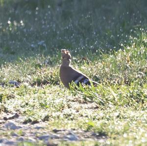 Eurasian Hoopoe