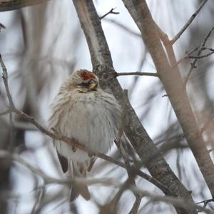 Common Redpoll