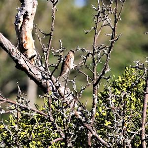 Mistle Thrush