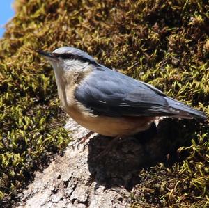 Wood Nuthatch