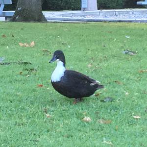 Unknown Species