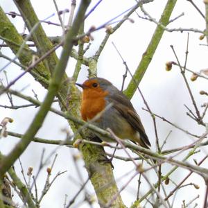 European Robin