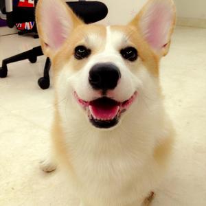 Welsh Corgi (Pembroke)