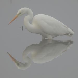 Great Egret