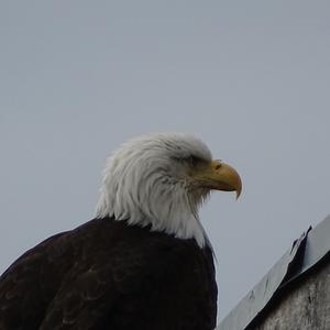 Weißkopfseeadler