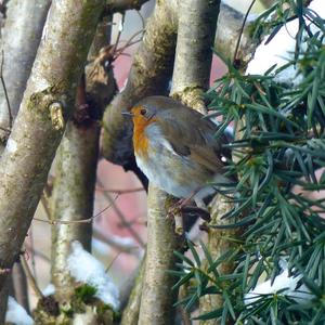 European Robin