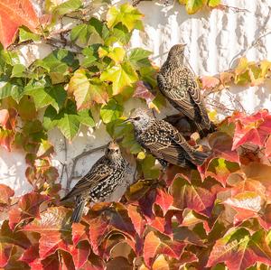 Common Starling