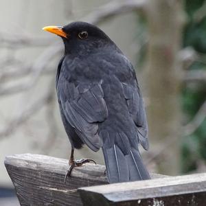 Eurasian Blackbird