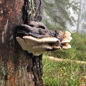 Red-belted Polypore