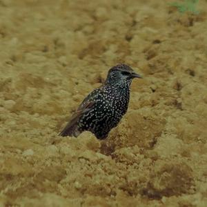 Common Starling