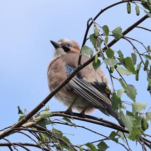 Eurasian Jay