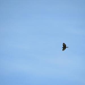 Common Buzzard