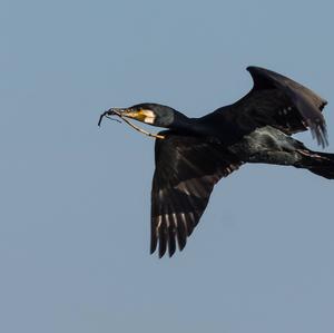 Great Cormorant