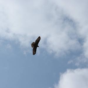 Common Buzzard