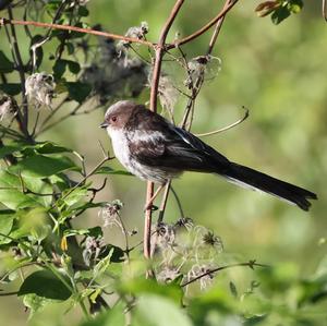 Long-tailed Tit