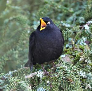 Eurasian Blackbird