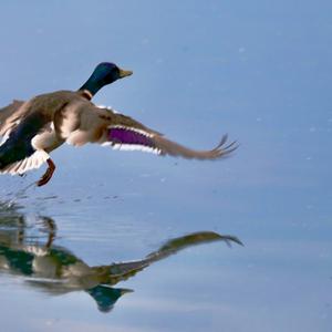 Mallard