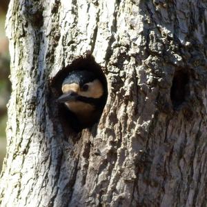 Great Spotted Woodpecker