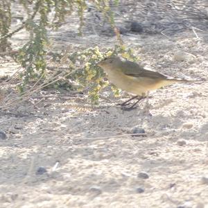 Common Chiffchaff